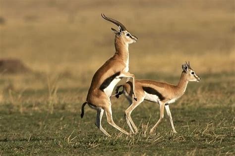 thomsons gazelle pair mating maasai mara national park