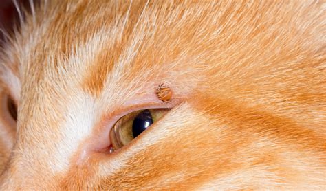 How To Remove A Tick From A Cats Eyelid Cat Meme Stock Pictures And