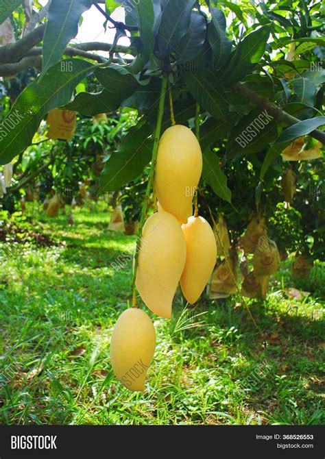 Fresh Yellow Mango Image Photo Free Trial Bigstock