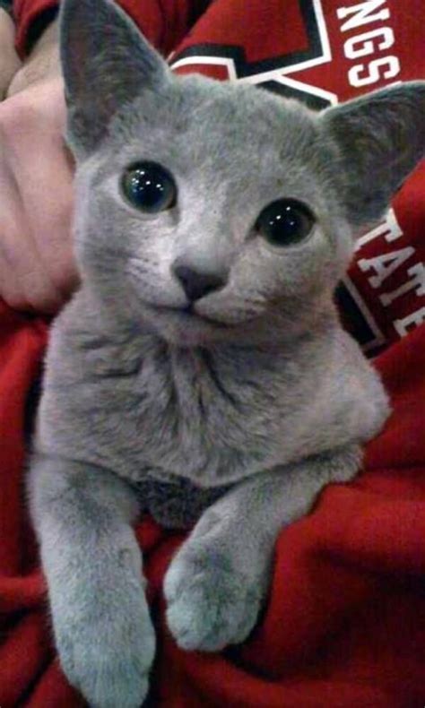 Chartreux Cat Price In Pakistan