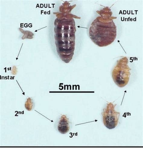 How To Notice A Bed Bug Infestation Pest Control Jupiter Termite