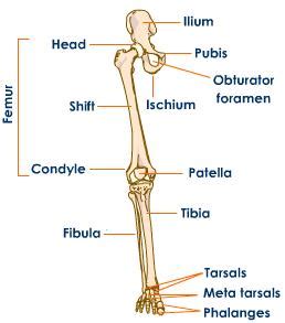 Below given knee diagram will. Mastering Biology: Sistem Gerak - Grade 11 part II