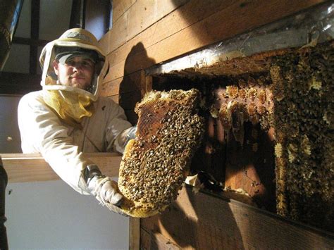The Bee Removers Bee Removal Wasp Removal Hive Removal How To