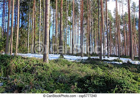 Forest Thinning And Tree Spacing Coniferous Forest After Thinning And