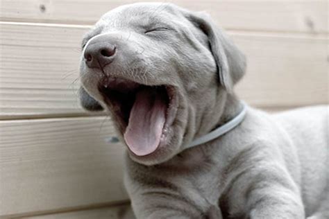 dog yawning  contagious american kennel club