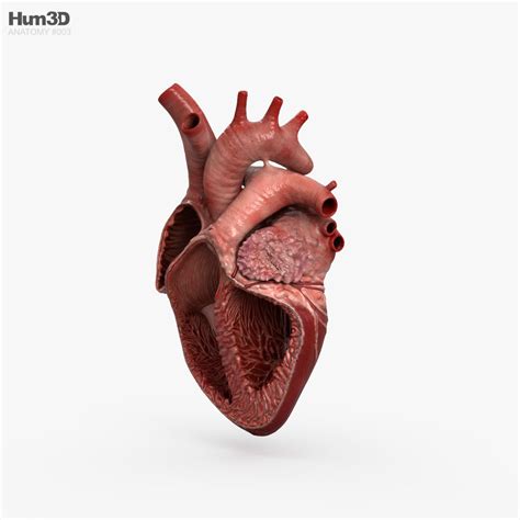 Human Heart Cross Section 3d Model Anatomy On Hum3d