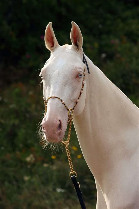 All About The Cremello Horse