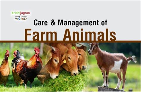 important livestock management tips  farmers