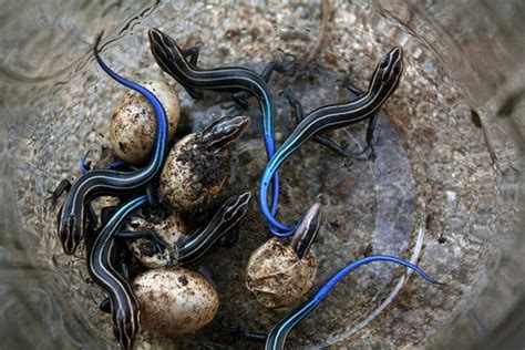 Blue Tailed Skinks Gods Indescribable Pinterest