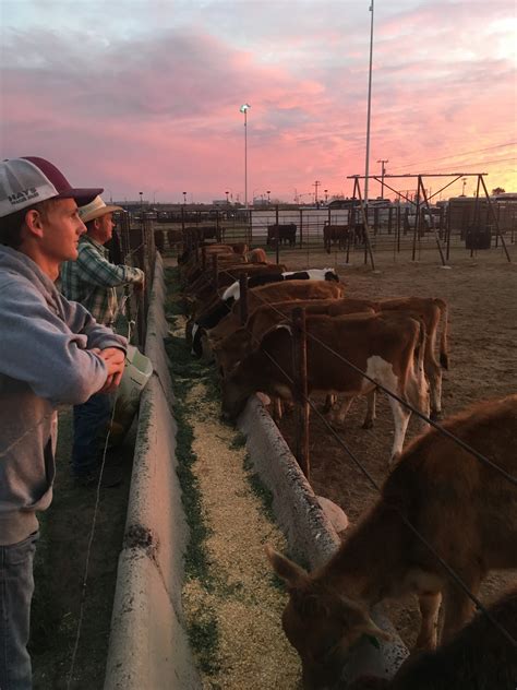 Clark Livestock - Photos | Facebook