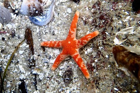The California Naturalist Strange Sea Star Bodies Bay Nature