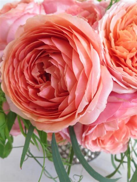 Romantic Antique Rose Paperblog