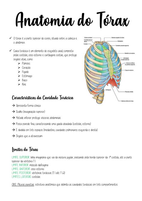 5 Anatomia do Tórax Anatomia do Tórax O tórax é a parte superior do