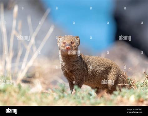 Weasel Tail Hi Res Stock Photography And Images Alamy