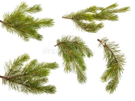 A Branch Of A Pine Tree Isolated On White Set Stock Photo Image Of