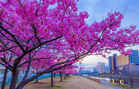 Where To See Early Cherry Blossoms In Tokyo