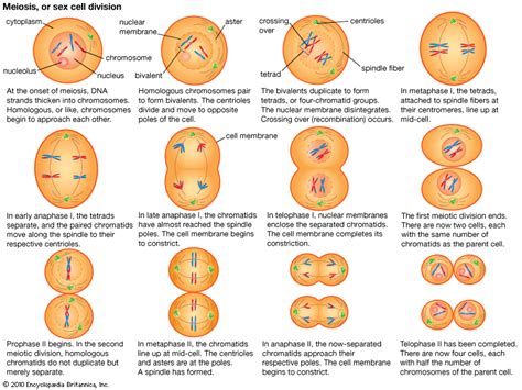 The term diploid is derived from the greek diplos, meaning double or two; Compare meiosis I and meiosis II in terms of the number and arrangement of chromosomes. | eNotes