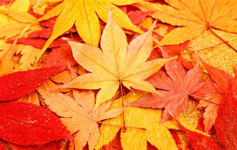 Fall Maple Leaves Jigsaw Puzzle Game Puzzlemobi Jigsaw Puzzle Games