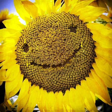 Happy Sunflower For Everything There Is A Season Pinterest
