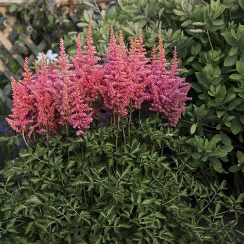 Astilbe Rise And Shine Buy False Spirea Perennials Online