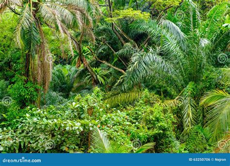 Lush Tropical Green Jungle Stock Photo Image 63250706