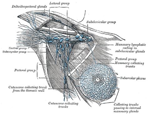 The Lymphatics Of The Upper Extremity Human Anatomy