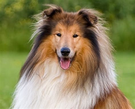 We Love Lassie Dog