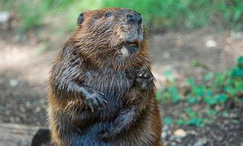 Beaver Smithsonians National Zoo