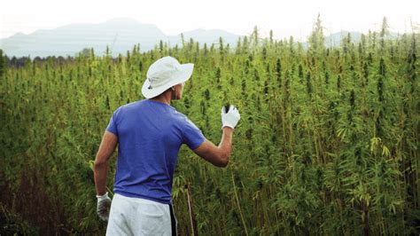 The Top 5 Cultivation Challenges Hemp Growers Face Cannabis Business
