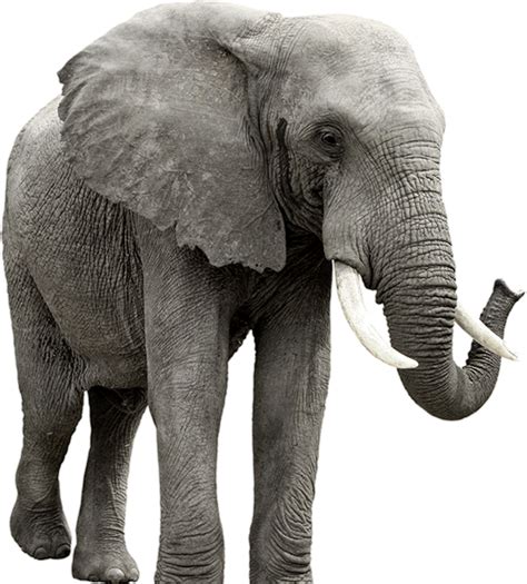 Elephant Png Transparent Image Download Size 547x607px