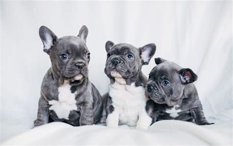 French Bulldogs Wallpapers Wallpaper Cave