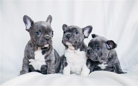 The advantage of transparent image is that it can. French Bulldogs Wallpapers - Wallpaper Cave