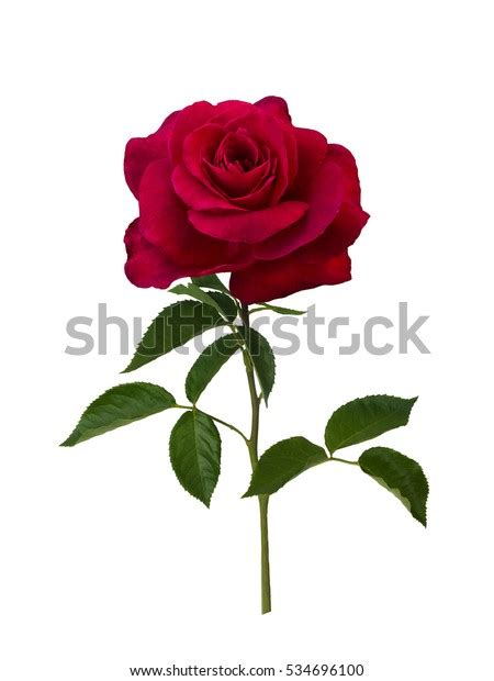Dark Red Rose Isolated On White Stock Photo Edit Now 534696100