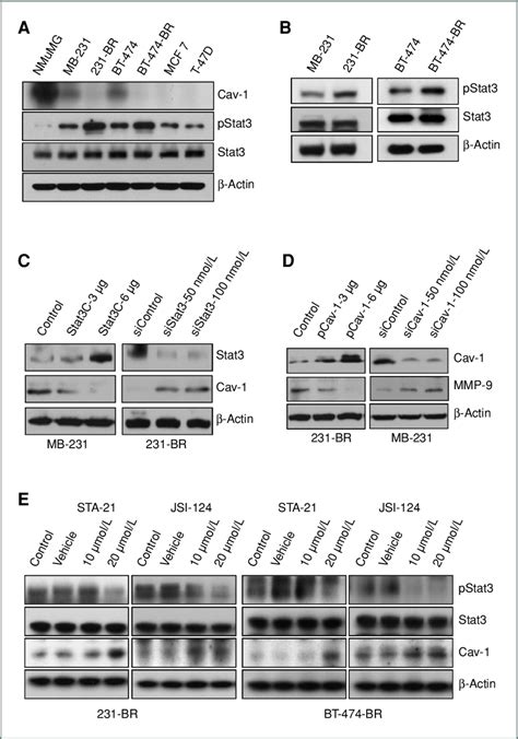 Stat3 Signaling Regulates The Expression Of Caveolin 1 A Caveolin 1