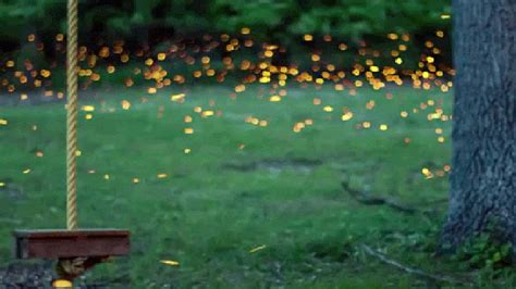 This Time Lapse Of Fireflies Is Art In Motion