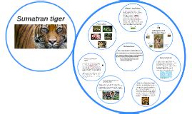 Tiger Life Cycle Chart