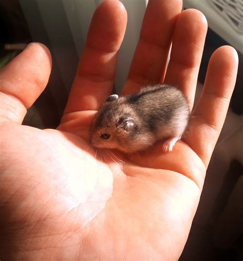 Baby Chinese Dwarf Hamster Chinese Dwarf Hamster Winter White Hamster