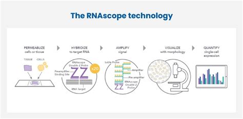 Single Cell Biology Research With The Rnascope™ Technology Bric