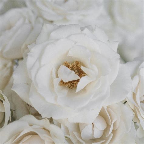 Buy Wholesale White Spray Roses In Bulk In Bulk Fiftyflowers