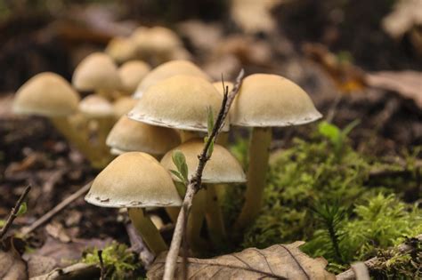 Free picture: mushroom, fungus, nature, wood, food, moss, vegetable, ground gambar png