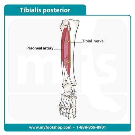Tibialis Posterior Muscle Lower Extremity Anatomy