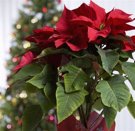 17 Golden Rules To Extend The Lifespan Of Your Poinsettia Poinsettia