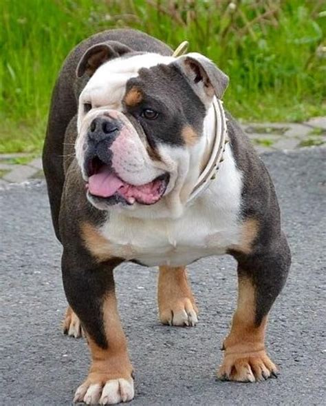 37 What Is An Old English Bulldog Photo Codepromos