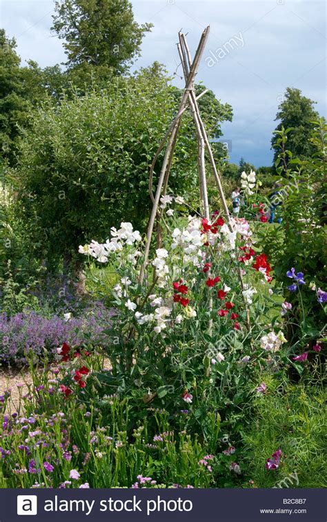 Sweet Peas Growing On Sticks Hi Res Stock Photography And Images Alamy
