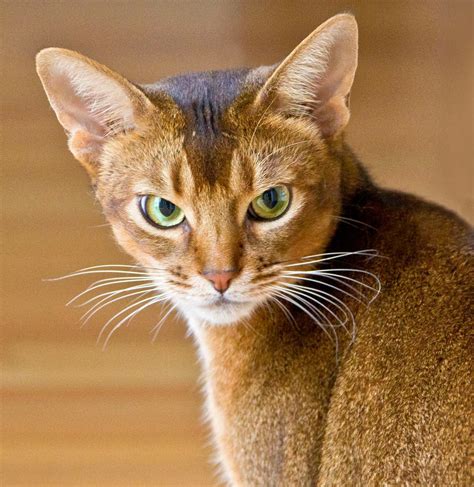 Abyssinian Cat Egypt Cat And Dog Lovers