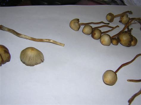 Liberty Cap Dosage Mushroom Hunting And Identification Shroomery