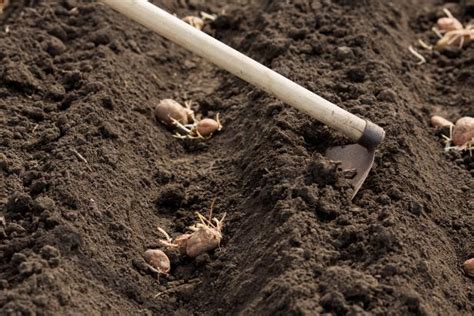 Potatoes are one of the best sources of vitamin c, potassium, vitamin b6, and iron. How to Plant Potatoes | DIY