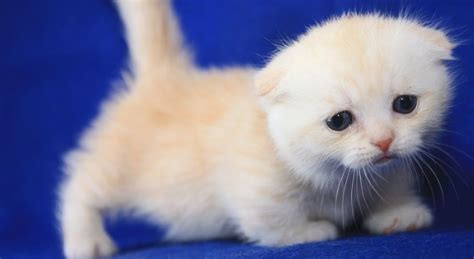 Five Things You Didnt Know About The Scottish Fold Munchkin
