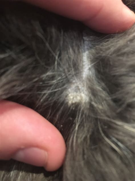 Dog Losing Hair In Patches And Scabs The O Guide