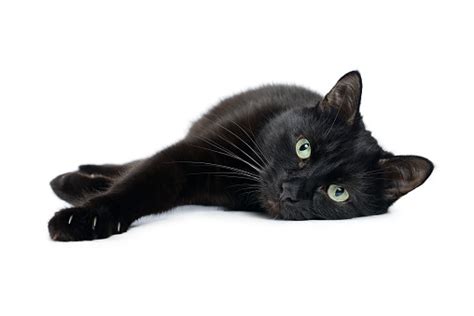 Black Cat Lying On Its Side On A White Background Stock Photo
